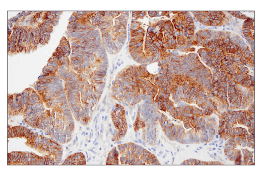 Immunohistochemistry Image 3: TMOD1 (E7E3A) Rabbit Monoclonal Antibody