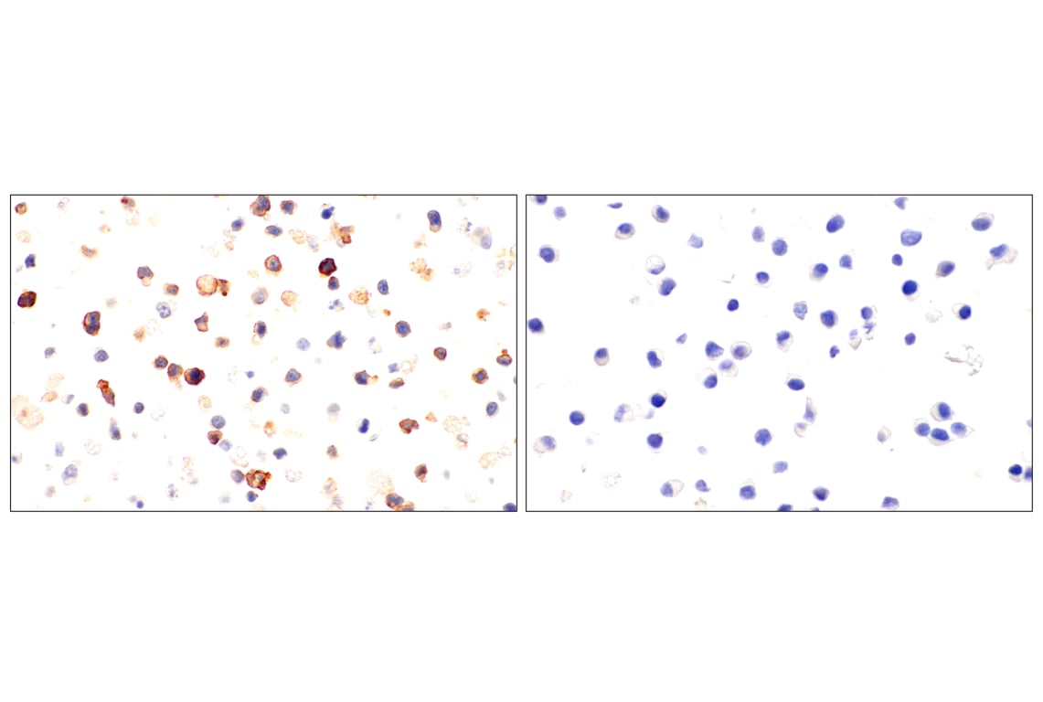 Immunohistochemistry Image 8: CD62L/L-Selectin (E7L2M) Rabbit Monoclonal Antibody (BSA and Azide Free)
