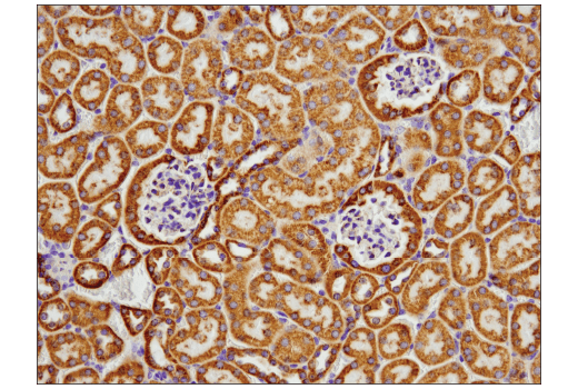 Immunohistochemistry Image 2: COX IV (D6I4K) Rabbit Monoclonal Antibody