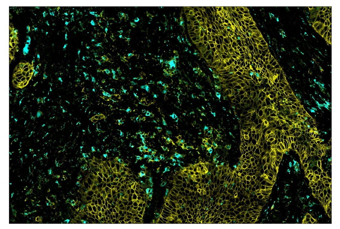 Immunohistochemistry Image 1: CD68 (D4B9C) & CO-0007-647 SignalStar<sup>™</sup> Oligo-Antibody Pair