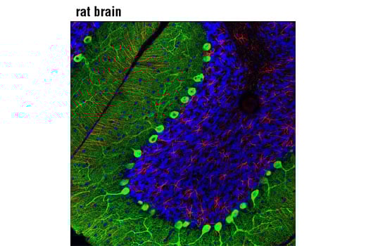 Immunofluorescence Image 1: Calbindin (D1I4Q) Rabbit Monoclonal Antibody