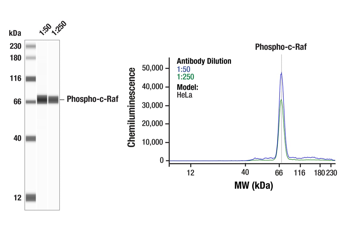 Phospho-c-Raf (Ser338) (56A6) Rabbit mAb | Cell Signaling Phospho-c-Raf (Ser338) (56A6) Rabbit mAb | Cell Signaling