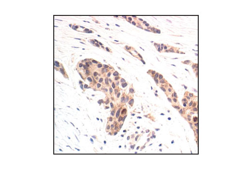 Immunohistochemistry Image 1: Phospho-MEK1/2 (Ser221) (166F8) Rabbit Monoclonal Antibody (BSA and Azide Free)