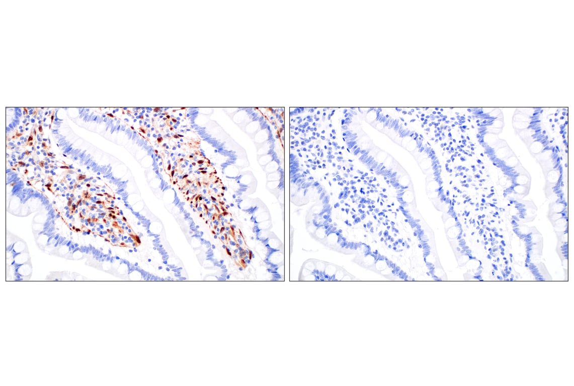 Immunohistochemistry Image 16: Basic FGF (E5Y6M) Rabbit Monoclonal Antibody