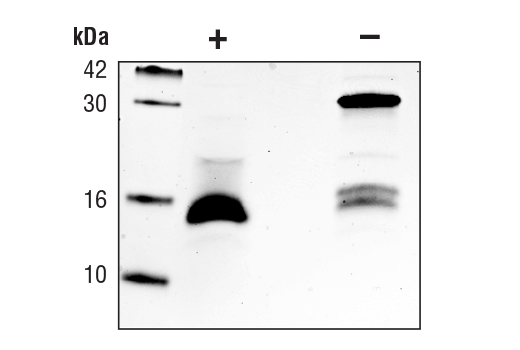 undefined Image 2: Human BMP-2 Recombinant Protein