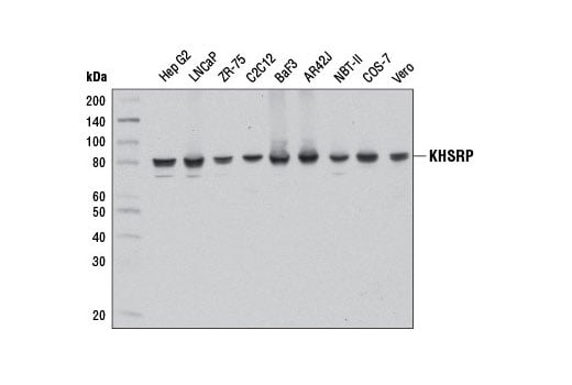 Western Blotting Image 1: KHSRP (E2E2U) Rabbit mAb