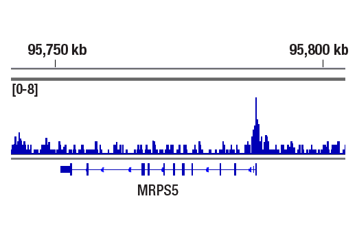 Chromatin Immunoprecipitation Image 1: Histone H2A.Z (E9M5G) Rabbit Monoclonal Antibody