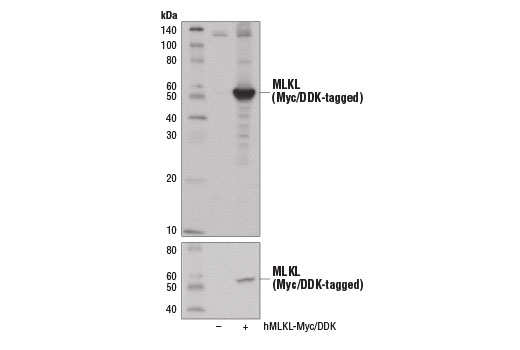 Western Blotting Image 2: MLKL (D2I6N) Rabbit Monoclonal Antibody