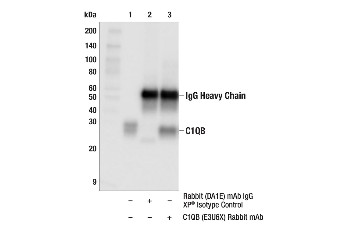 Immunoprecipitation Image 1: C1QB (E3U6X) Rabbit Monoclonal Antibody