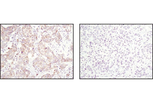 undefined Image 32: Pro-Apoptosis Bcl-2 Family Antibody Sampler Kit
