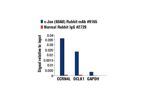 Chromatin Immunoprecipitation Image 3: c-Jun (60A8) Rabbit Monoclonal Antibody