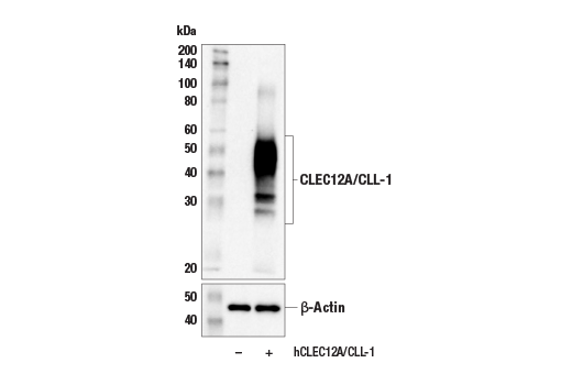 Western Blotting Image 2: CLEC12A/CLL-1 (E5T5V) Rabbit Monoclonal Antibody