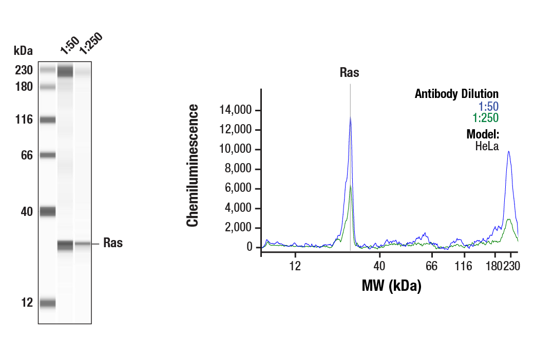 undefined Image 7: Mutant Ras Antibody Sampler Kit