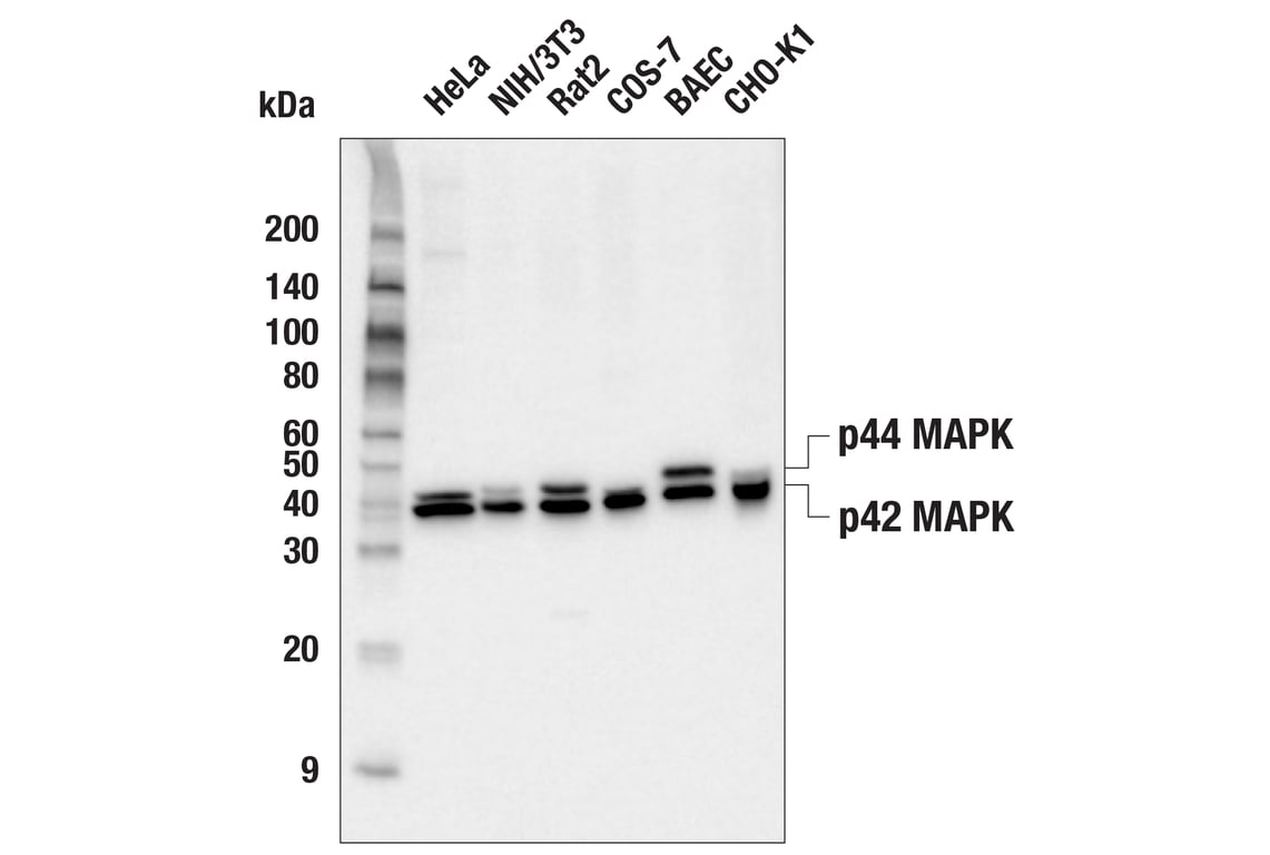 Western Blotting Image 2: p44/42 MAPK (Erk1/2) (3A7) Mouse Monoclonal Antibody