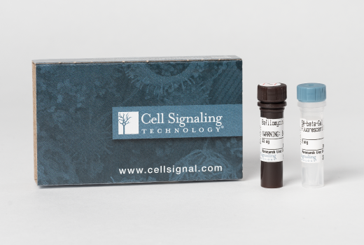 undefined Image 1: Senescence beta-Galactosidase Activity Assay Kit (Fluorescence, Flow Cytometry)