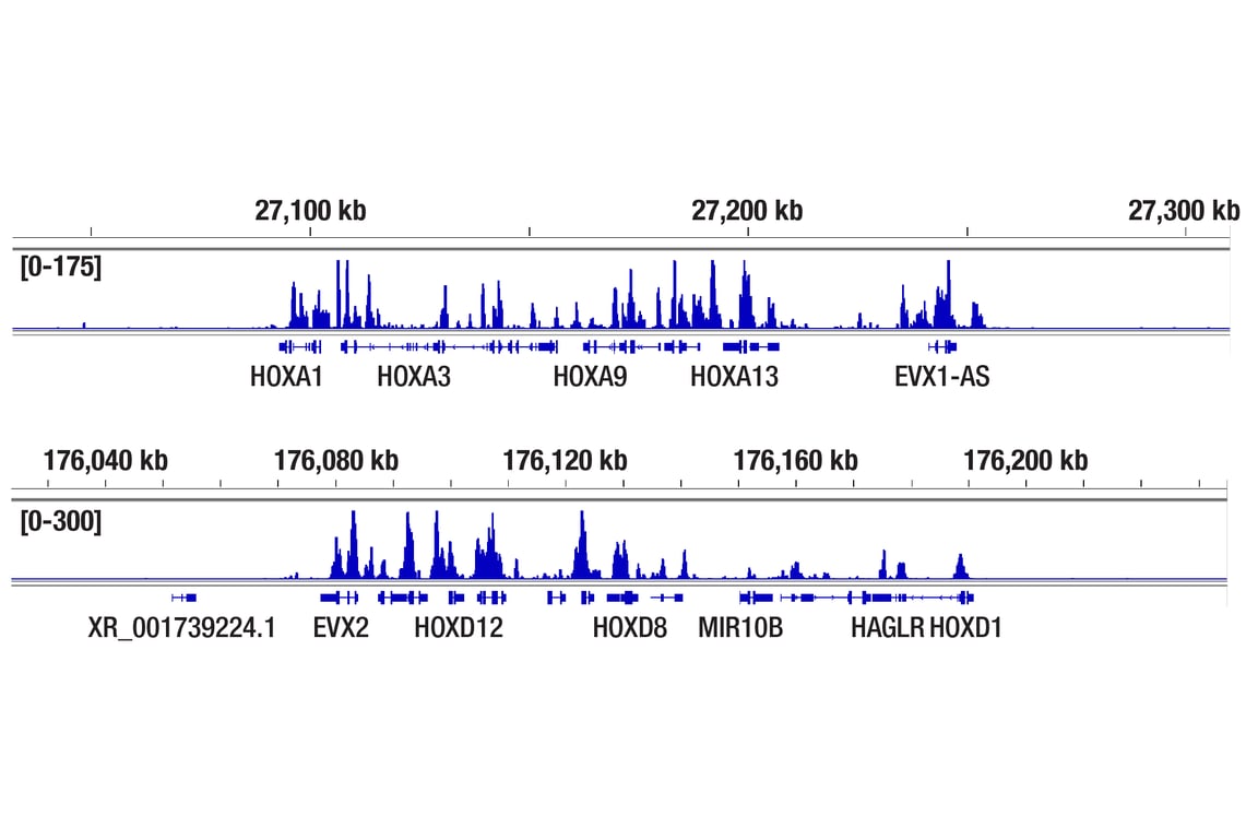 undefined Image 7: PhosphoPlus<sup>®</sup> Ezh2 (Thr311) Antibody Duet