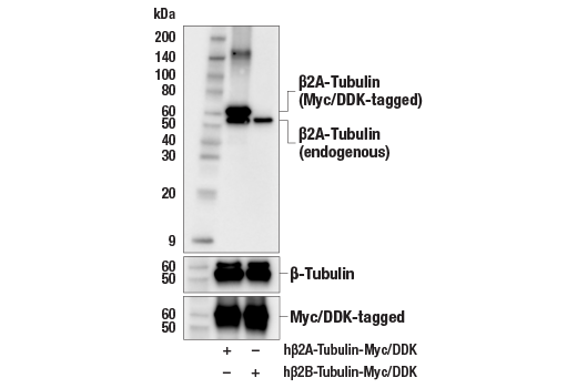 Western Blotting Image 2: beta2A-Tubulin Antibody