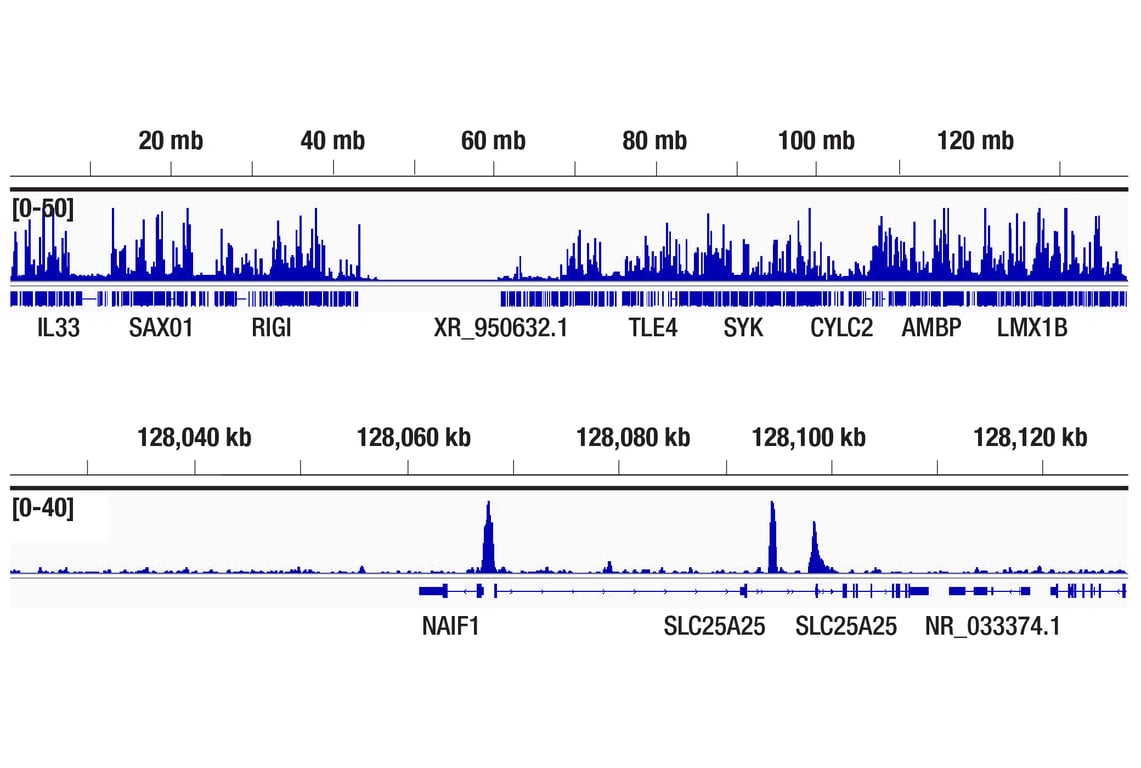 CUT & RUN Image 2: CDK9 (C12F7) Rabbit Monoclonal Antibody