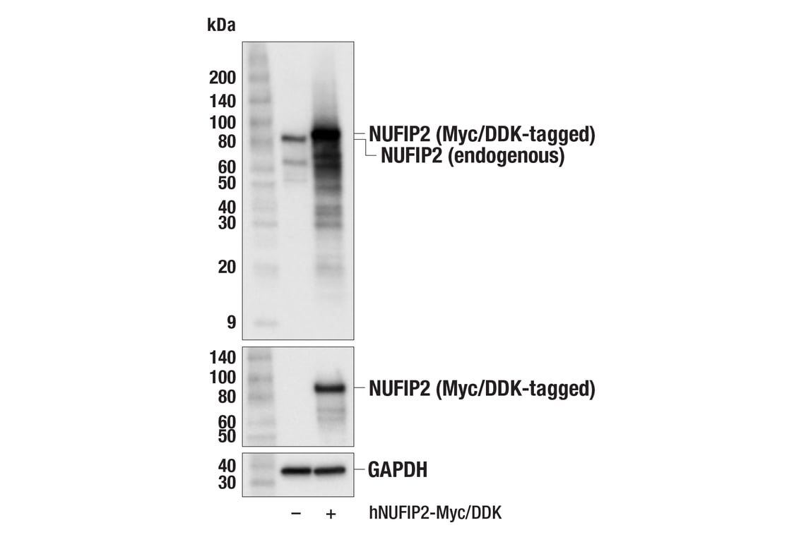 Western Blotting Image 2: NUFIP2 (F5O7H) Rabbit Monoclonal Antibody