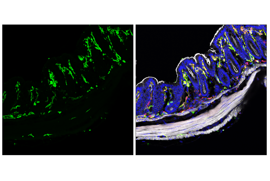 Immunofluorescence Image 4: MHC Class II (I-A/I-E) (M5/114.15.2) Rat Monoclonal Antibody