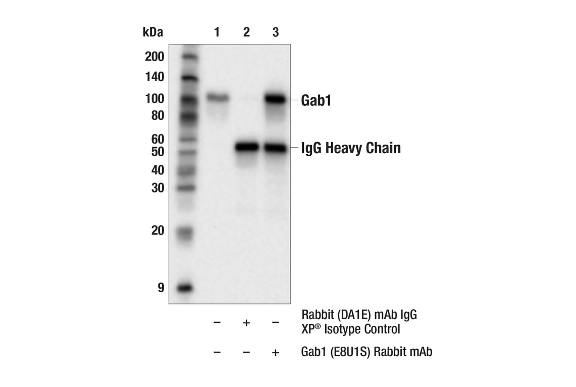 Immunoprecipitation Image 1: Gab1 (E8U1S) Rabbit Monoclonal Antibody