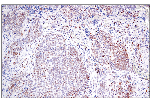 Immunohistochemistry Image 6: RAI17/ZMIZ1 (E2X3X) Rabbit Monoclonal Antibody