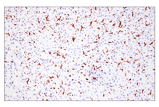 Immunohistochemistry Image 5: Fc-gammaRIV (E8I7C) Rabbit Monoclonal Antibody