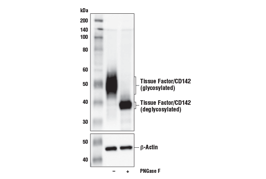 Western Blotting Image 3: Tissue Factor/CD142 (E2Y6L) Rabbit Monoclonal Antibody