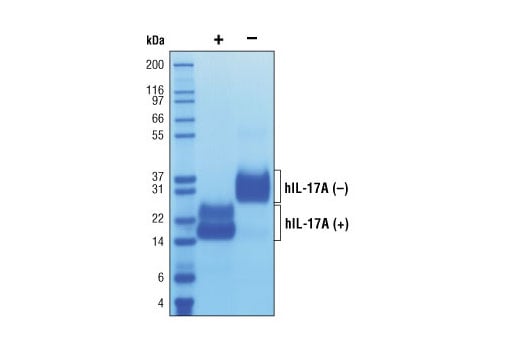undefined Image 3: Human Interleukin-17A (hIL-17A)