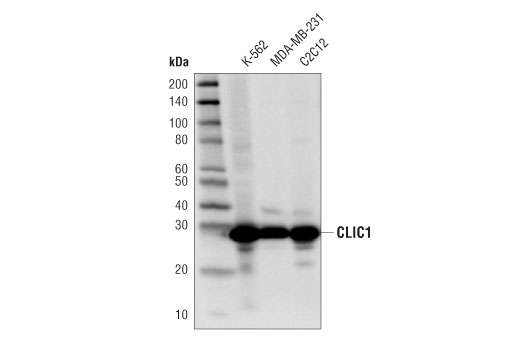 Western Blotting Image 1: CLIC1 (D7D6H) Rabbit mAb