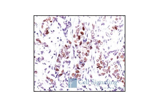 undefined Image 13: Cell Cycle Regulation Antibody Sampler Kit