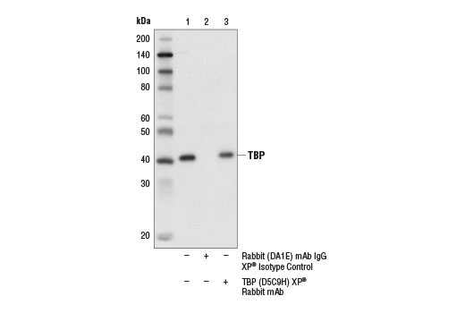 Immunoprecipitation Image 1: TBP (D5C9H) Rabbit Monoclonal Antibody