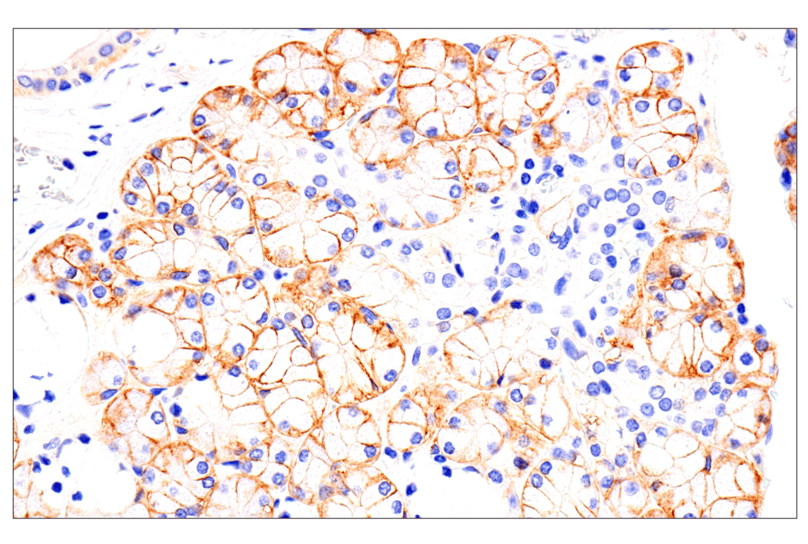 Immunohistochemistry Image 2: EphA2 (D4A2) Rabbit Monoclonal Antibody (BSA and Azide Free)