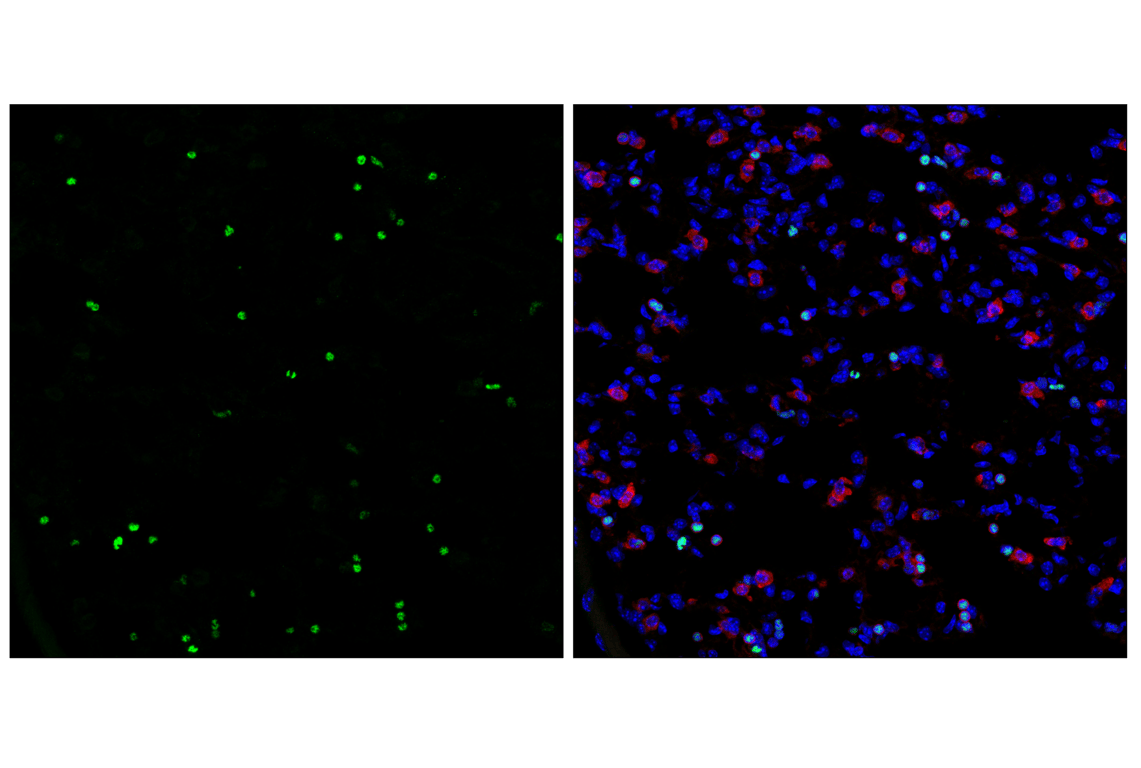 Immunofluorescence Image 1: POU2F2 (F3B7M) Rabbit Monoclonal Antibody (BSA and Azide Free)