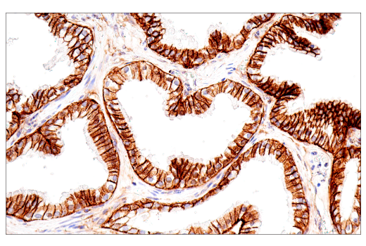 Immunohistochemistry Image 8: CD99 (PCB1) Mouse Monoclonal Antibody