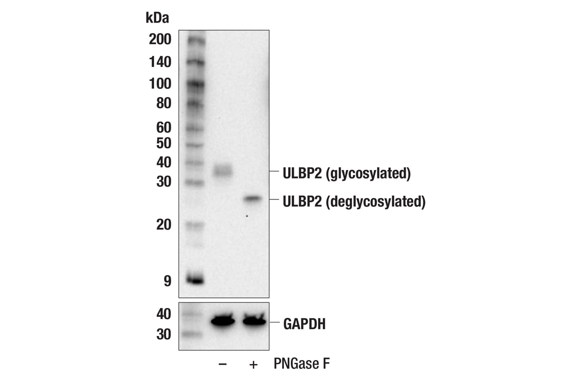 Western Blotting Image 3: ULBP2 (E6S7D) Rabbit Monoclonal Antibody