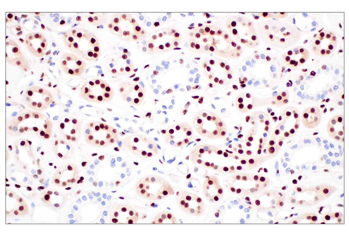 Immunohistochemistry Image 11: FKBP5 (F1G3I) Rabbit Monoclonal Antibody