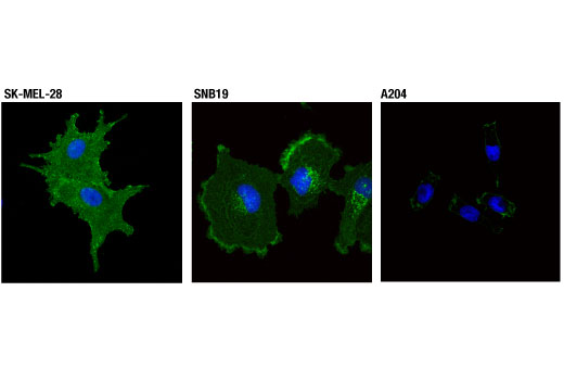 Immunofluorescence Image 1: Na,K-ATPase alpha1 (D4Y7E) Rabbit Monoclonal Antibody (BSA and Azide Free)