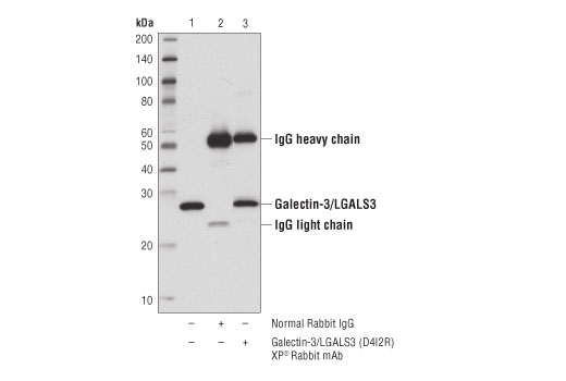 Immunoprecipitation Image 1: Galectin-3/LGALS3 (D4I2R) XP<sup>®</sup> Rabbit mAb