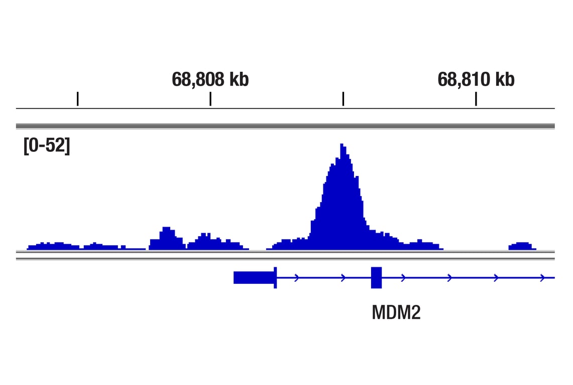 DeltaN p63 (E6Q3O) Rabbit Monoclonal Antibody | Cell Signaling