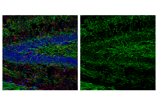Immunofluorescence Image 1: MOG (D5B4C) Rabbit Monoclonal Antibody (BSA and Azide Free)