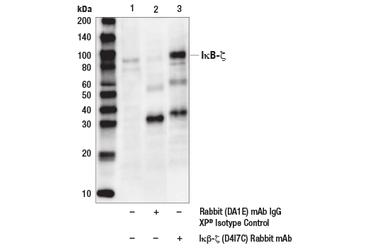Immunoprecipitation Image 1: IkappaB zeta (D4I7C) Rabbit Monoclonal Antibody