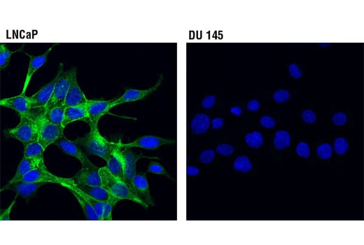 Immunofluorescence Image 1: Prostate Specific Membrane Antigen (D4S1F) Rabbit Monoclonal Antibody (BSA and Azide Free)
