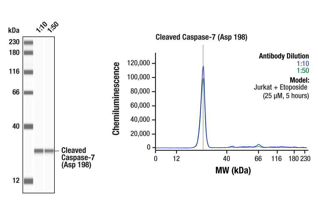 Western Blotting Image 1: Cleaved Caspase-7 (Asp198) Antibody