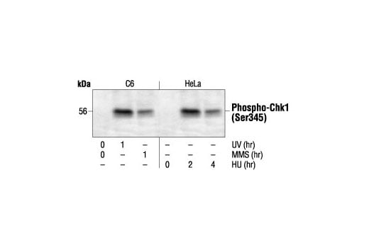 Western Blotting Image 2: Phospho-Chk1 (Ser345) Antibody