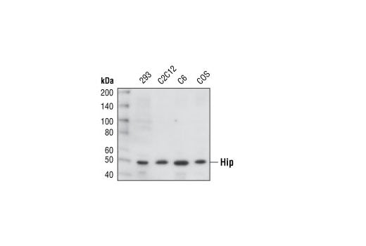 Western Blotting Image 1: Hip Antibody