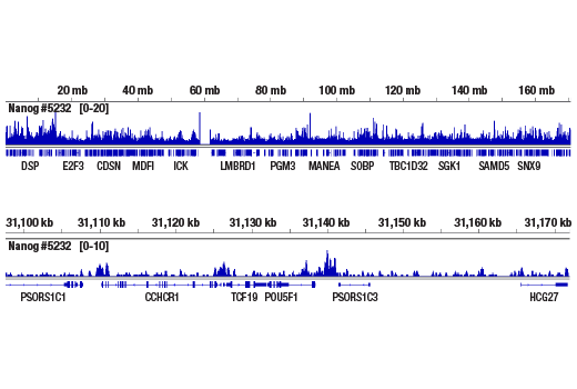 CUT & RUN Image 2: Nanog (D73G4) Rabbit Monoclonal Antibody (ChIP Formulated)