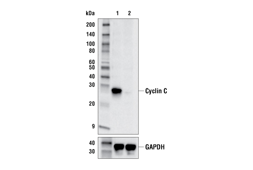 Western Blotting Image 2: Cyclin C (E6V4Z) Rabbit Monoclonal Antibody (BSA and Azide Free)