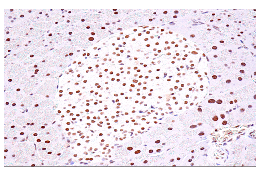 Immunohistochemistry Image 13: USP39 (E8U2M) Rabbit Monoclonal Antibody