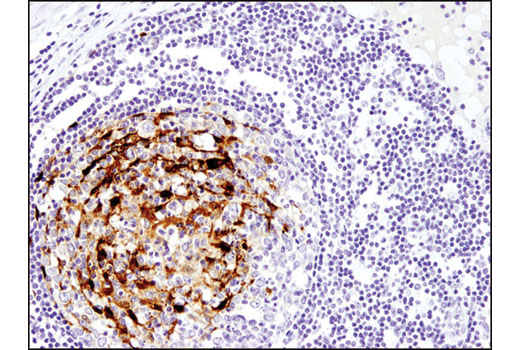 Immunohistochemistry Image 1: Calbindin (D1I4Q) Rabbit Monoclonal Antibody (BSA and Azide Free)